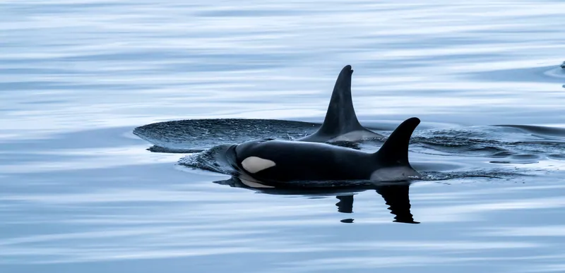 Whale Watching