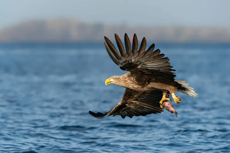 Sea eagle catching a fish